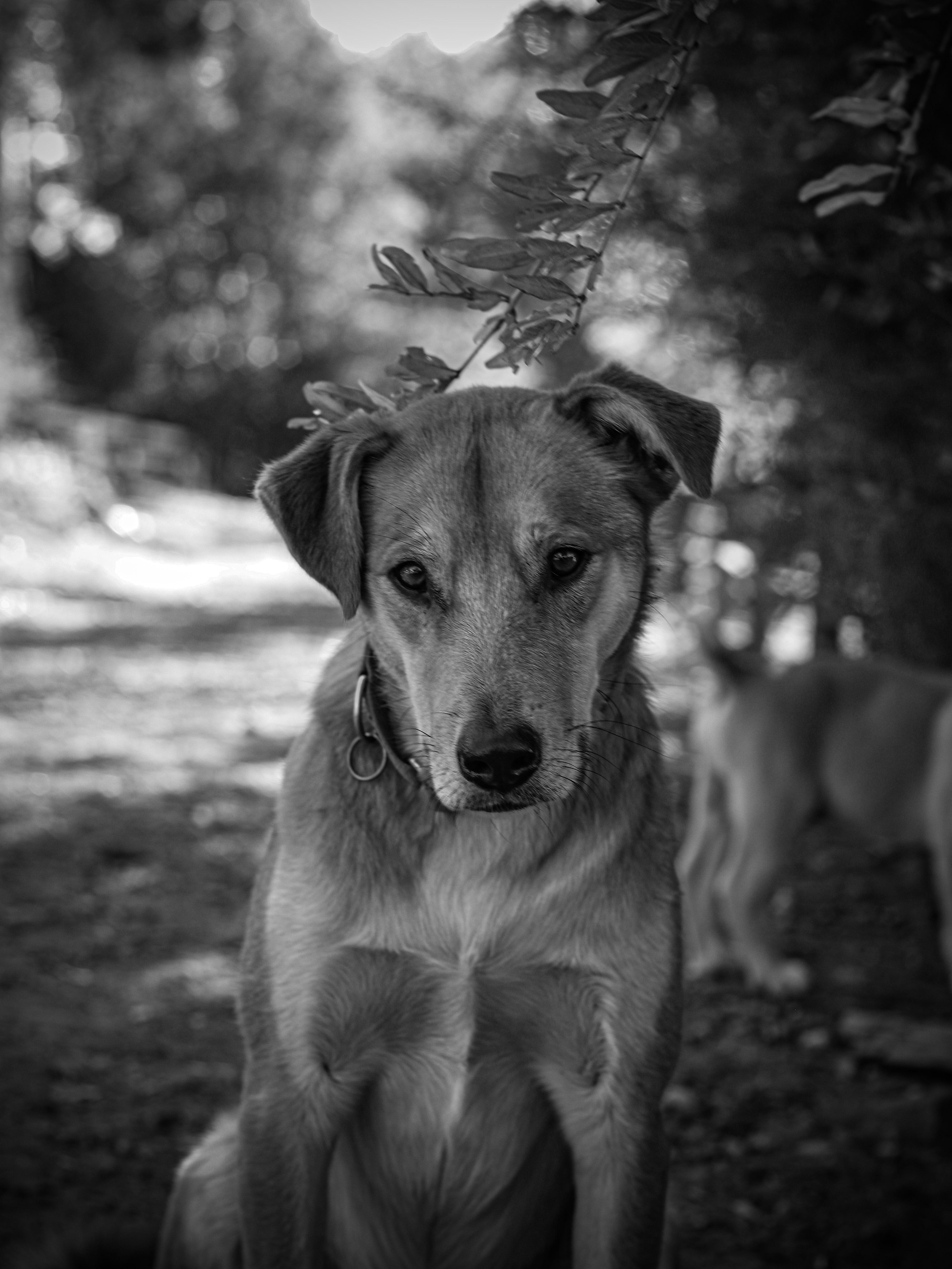 Linguine thumbnail 4