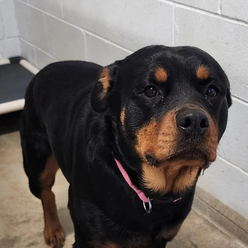 An adult large-sized female Black Rottweiler dog named Nala for adoption in Corydon, IN