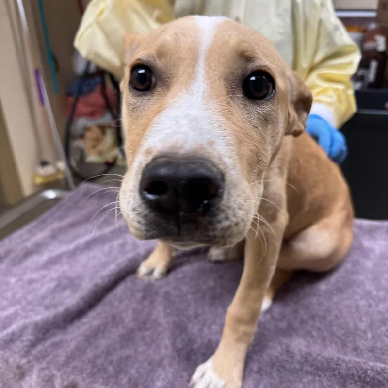 A baby large-sized male Yellow / Tan / Blond / Fawn Mixed Breed dog named Ruffus for adoption in Winston-Salem, NC