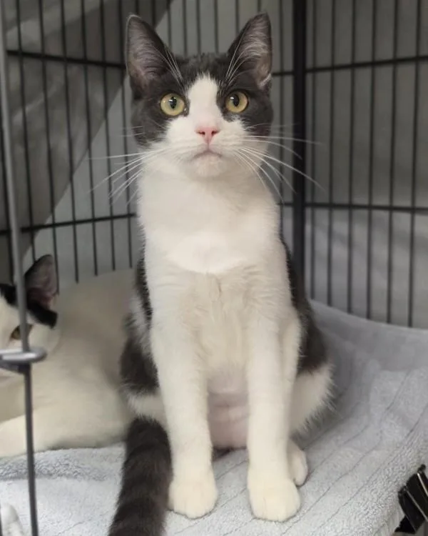 A young small-sized female Domestic Short Hair cat named Manny for adoption in Novato, CA