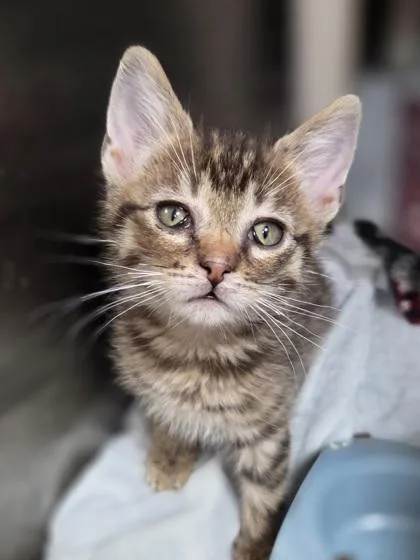 A baby small-sized male Domestic Short Hair cat named Dannon for adoption in Westland, MI