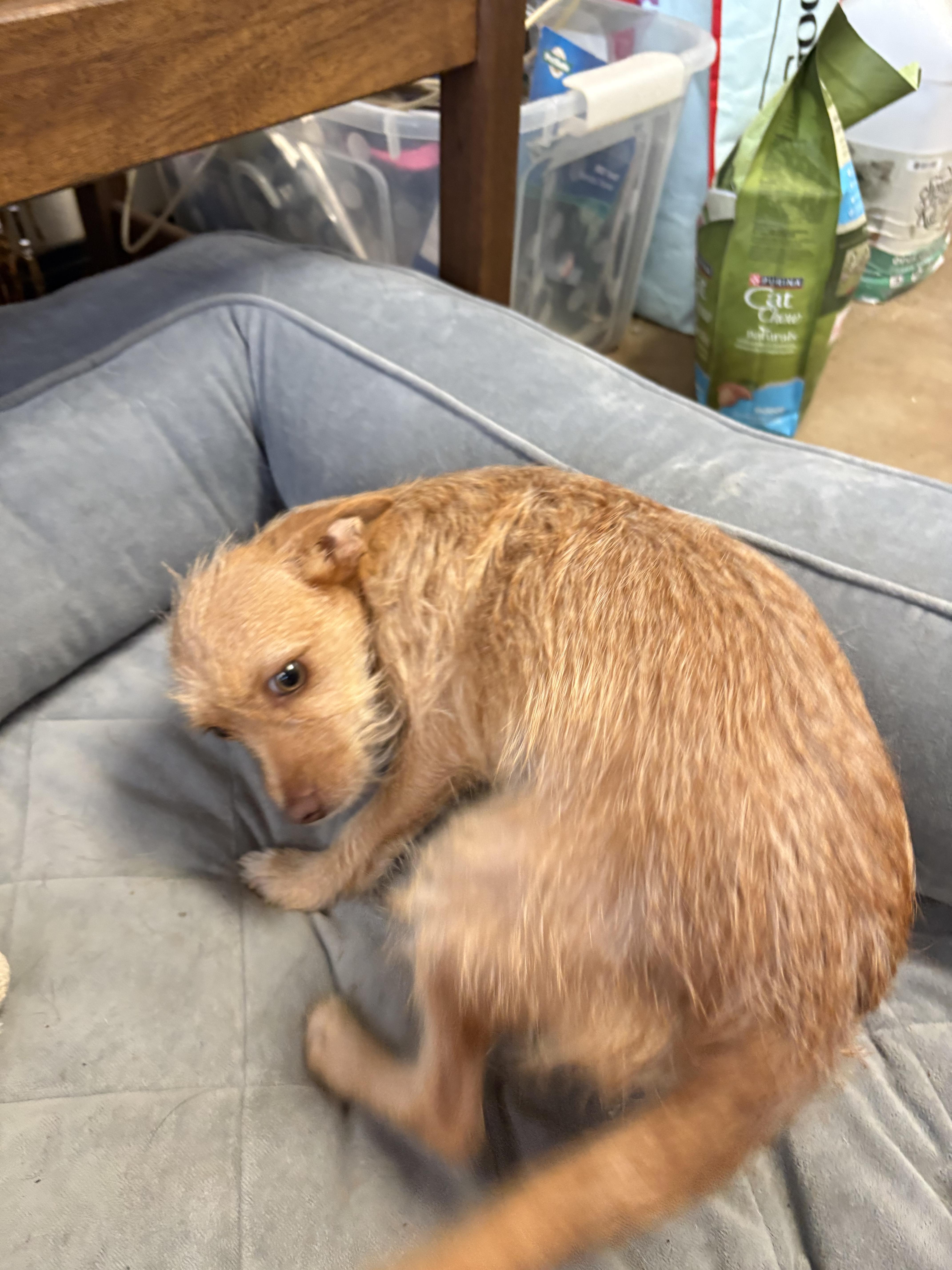 An adult small-sized female Yorkie Poo dog named Lillith for adoption in Joliet, IL