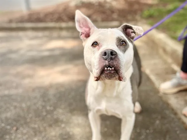 An adult large-sized female Pit Bull Terrier dog named Bella for adoption in Charlotte, NC
