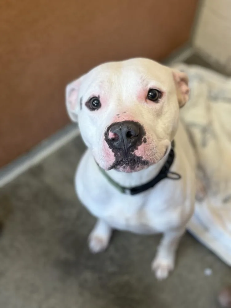 An adult large-sized male White / Cream American Bulldog dog named Theo for adoption in Mansfield, OH