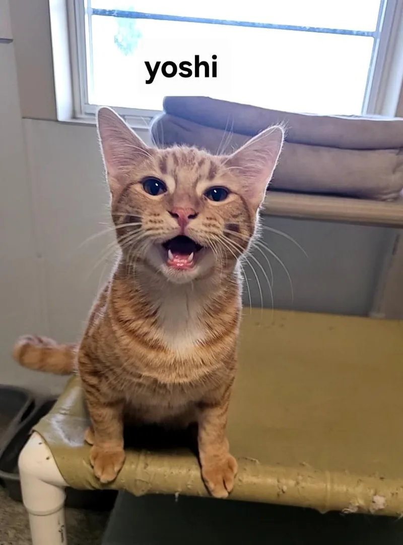 An adult medium-sized male Tabby (Orange / Red) Domestic Short Hair cat named Yoshi for adoption in Lincoln, IL