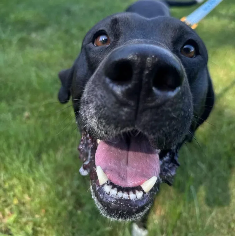 An adult large-sized male Black Labrador Retriever dog named Rocky for adoption in Muskegon, MI