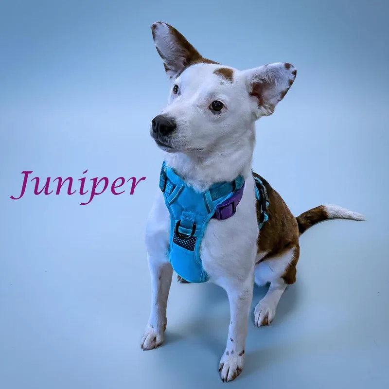 Juniper D