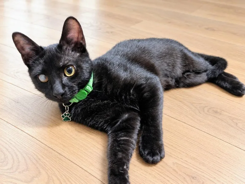A baby medium-sized male Domestic Short Hair cat named Kitkat for adoption in Evans, GA