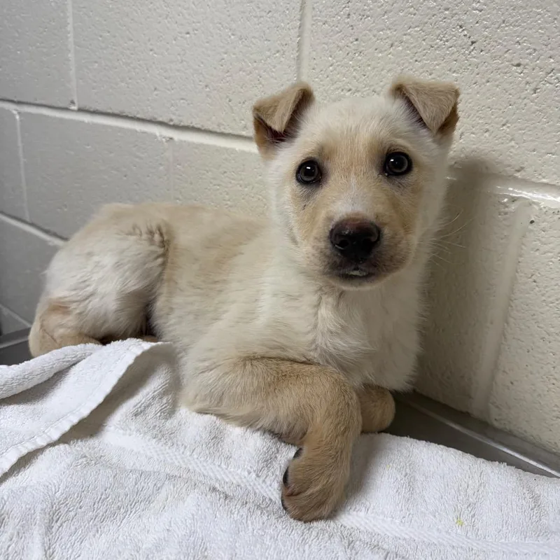 Jelly Jam thumbnail 3