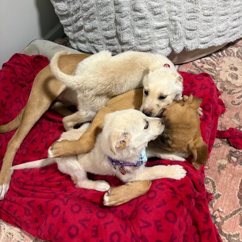 Jelly Jam thumbnail 4