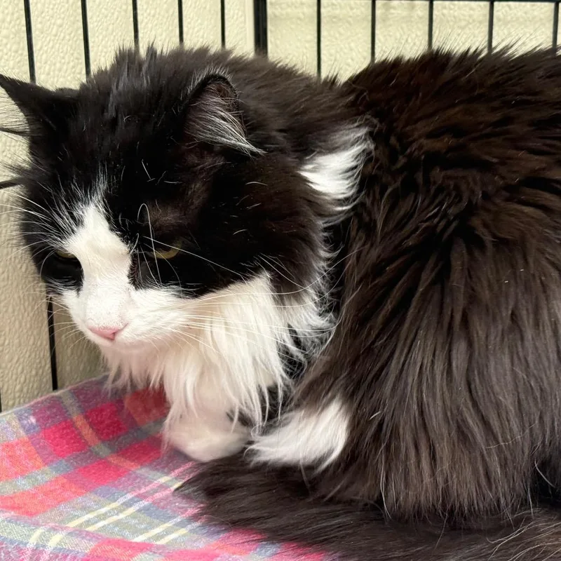 An adult large-sized male Black Maine Coon cat named Fuzz Ball for adoption in Galax, VA