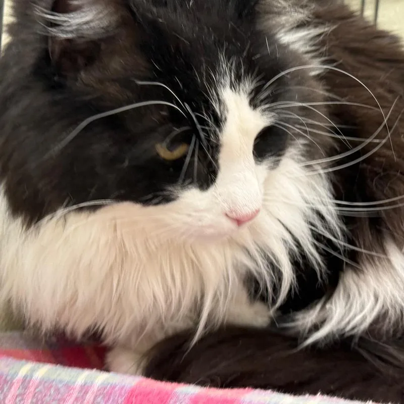 Fuzz Ball thumbnail 3