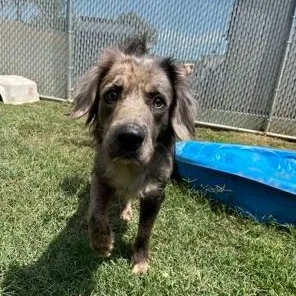 An adult medium-sized male Gray / Blue / Silver Catahoula Leopard Dog dog named Jasper for adoption in Martinsville, VA