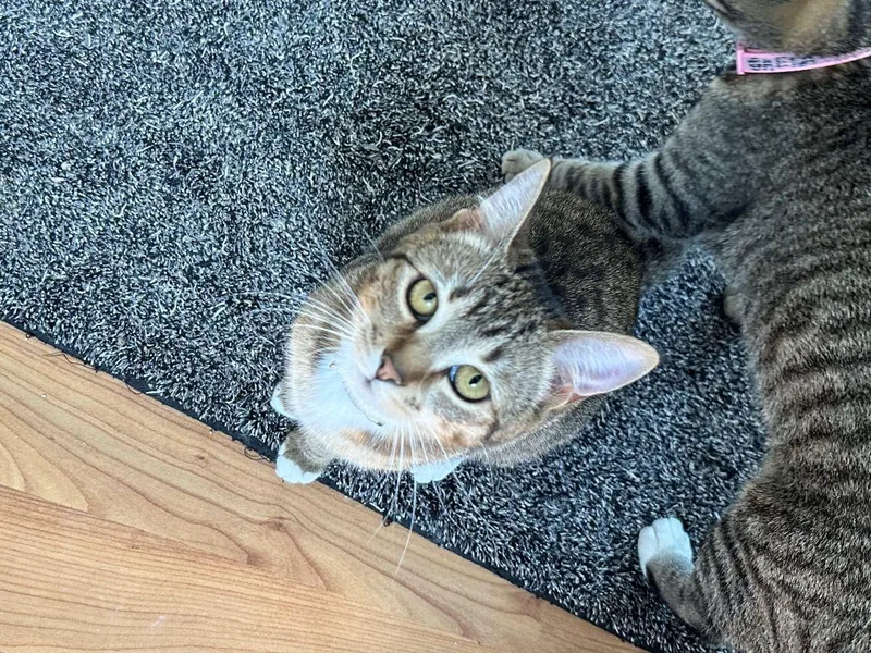 Audrey Hepburn thumbnail 2