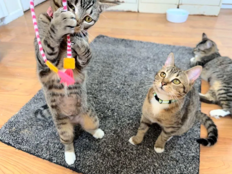 A baby medium-sized female Brown / Chocolate Tabby cat named Audrey Hepburn for adoption in Midway City, CA