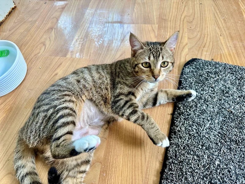 Audrey Hepburn thumbnail 3