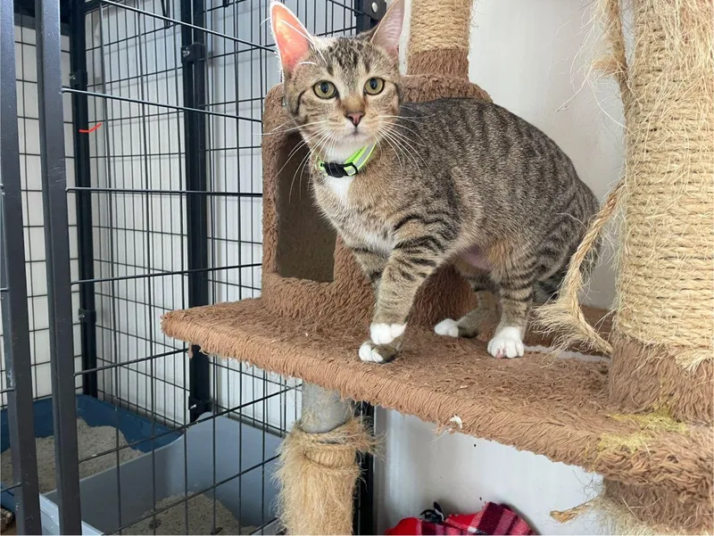 Audrey Hepburn thumbnail 4