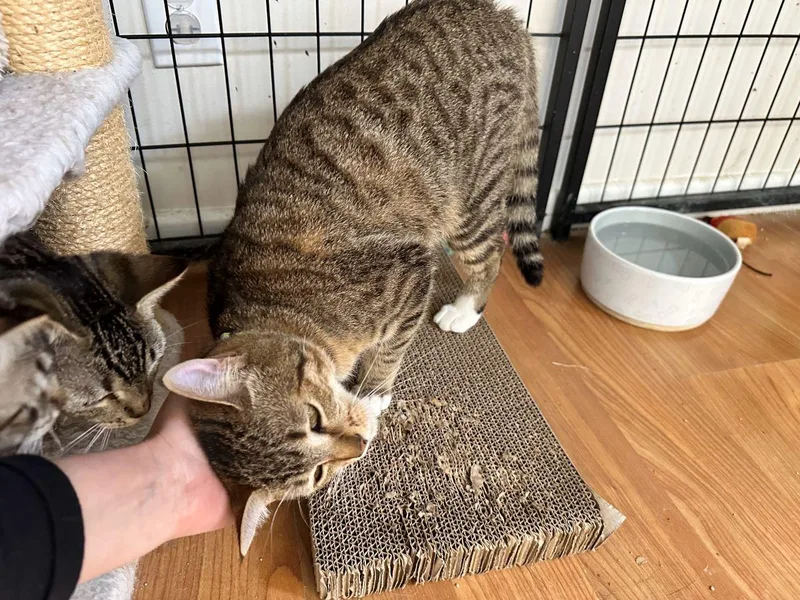 Audrey Hepburn thumbnail 5