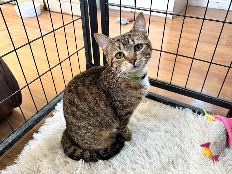 Audrey Hepburn thumbnail 6