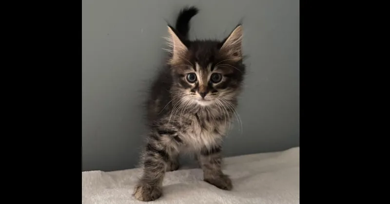 A baby small-sized male Domestic Long Hair cat named Perseus for adoption in Groveland, MA