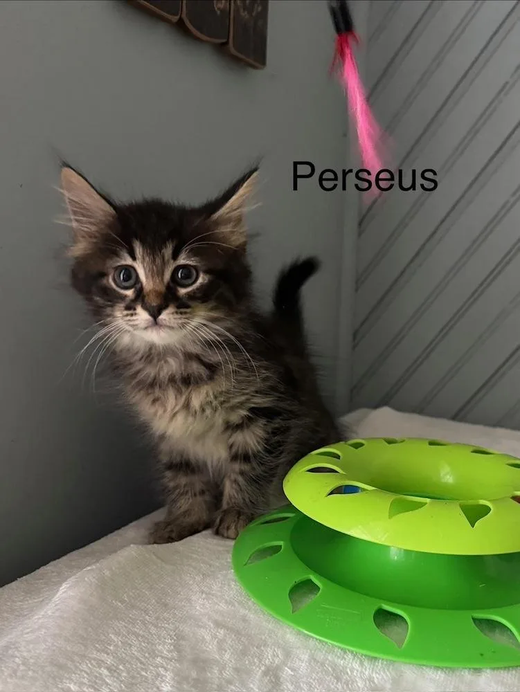 Perseus thumbnail 2