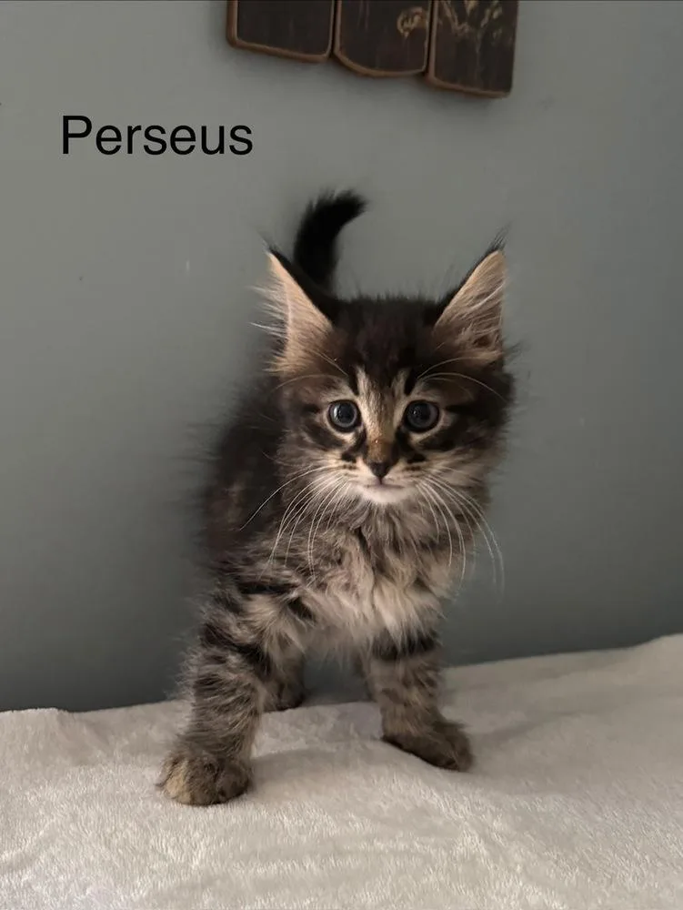 Perseus thumbnail 3