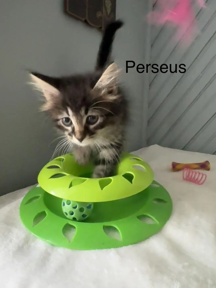 Perseus thumbnail 4