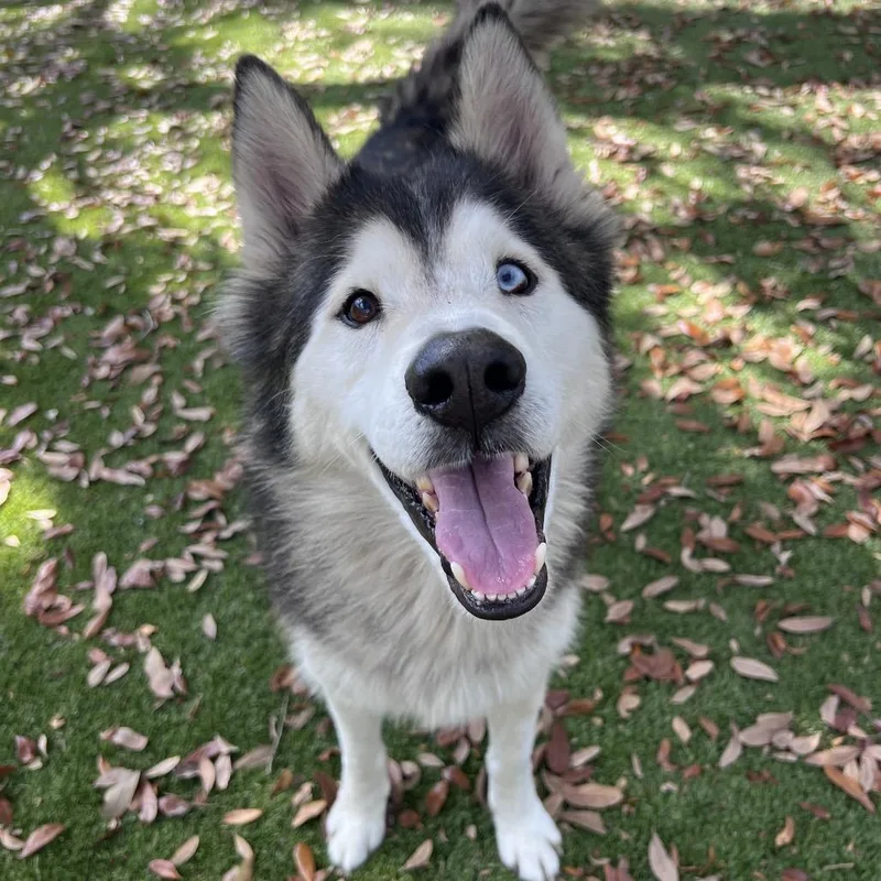 An adult large-sized male Black Husky dog named Maverick for adoption in Port Charlotte, FL
