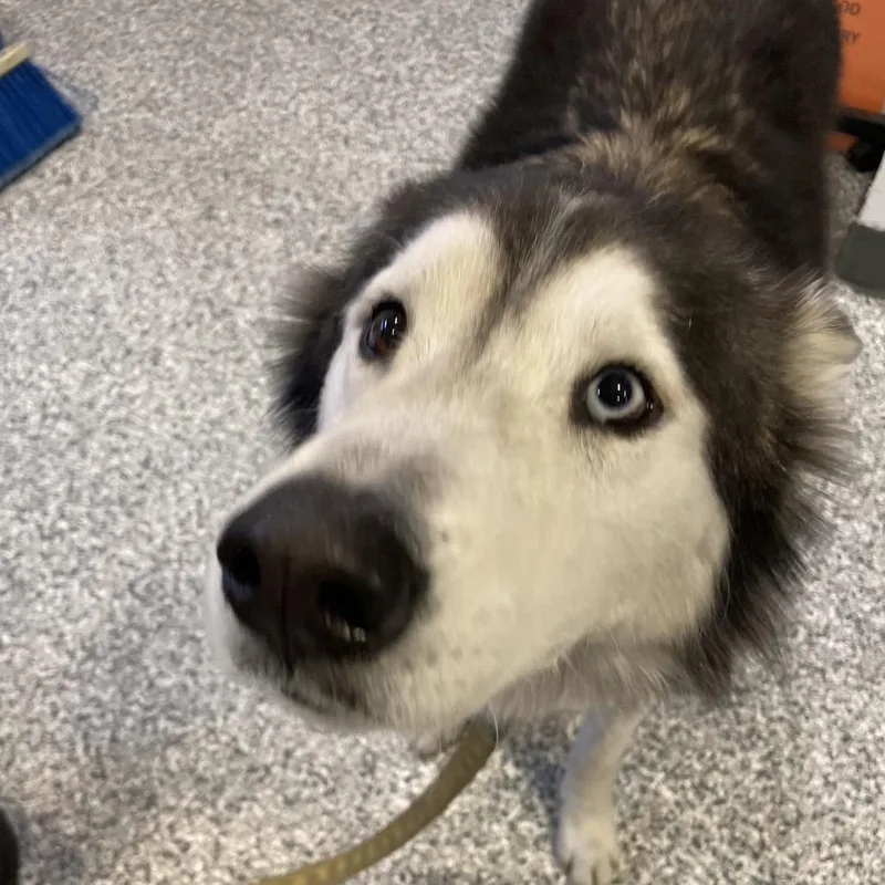 Maverick thumbnail 2