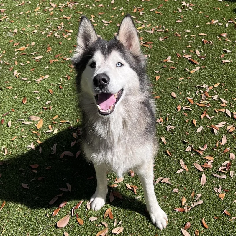 Maverick thumbnail 4