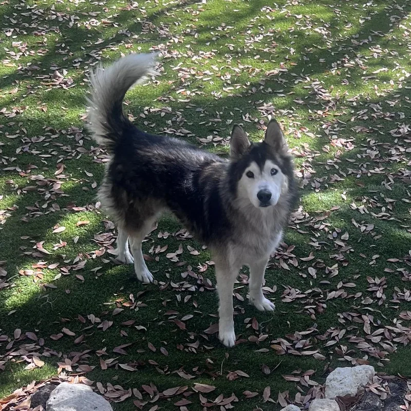 Maverick thumbnail 5