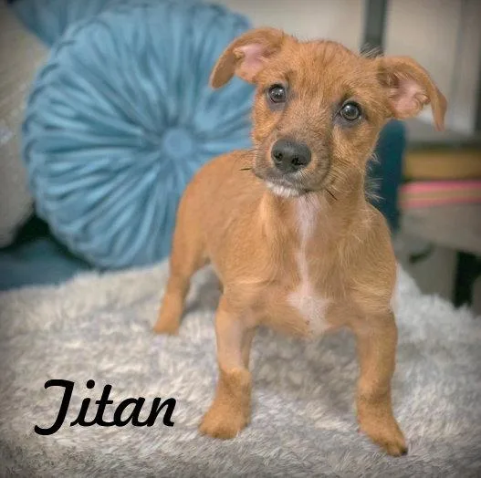 A baby small-sized male Terrier dog named Titan for adoption in Anaheim Hills, CA