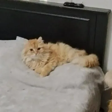 Lenny thumbnail 3