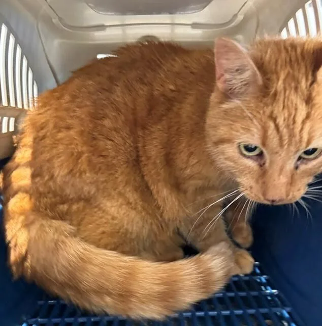 An adult medium-sized female Tabby (Orange / Red) Domestic Short Hair cat named Miss Betty for adoption in Providence Forge, VA
