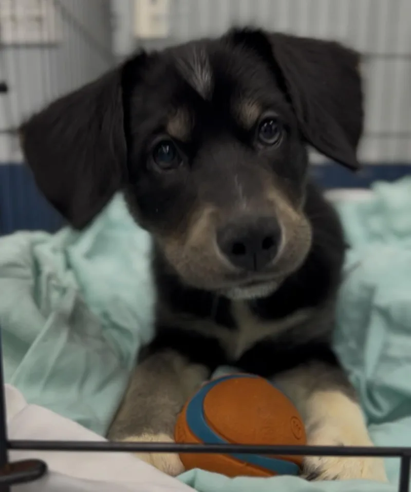 A baby medium-sized female Tricolor (Brown, Black, & White) Mixed Breed dog named Sunny for adoption in Charleston, SC