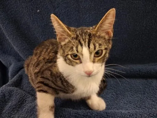A baby medium-sized male Domestic Short Hair cat named Sutton for adoption in Los Angeles, CA