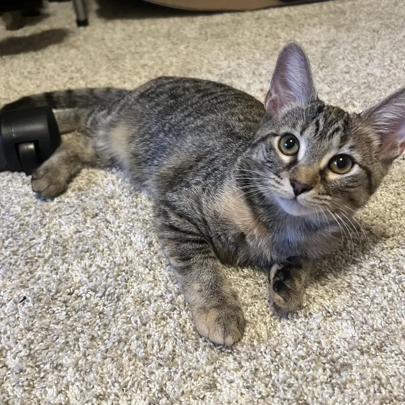 A baby small-sized female Torbie Domestic Short Hair cat named Belle for adoption in Evansville, IN