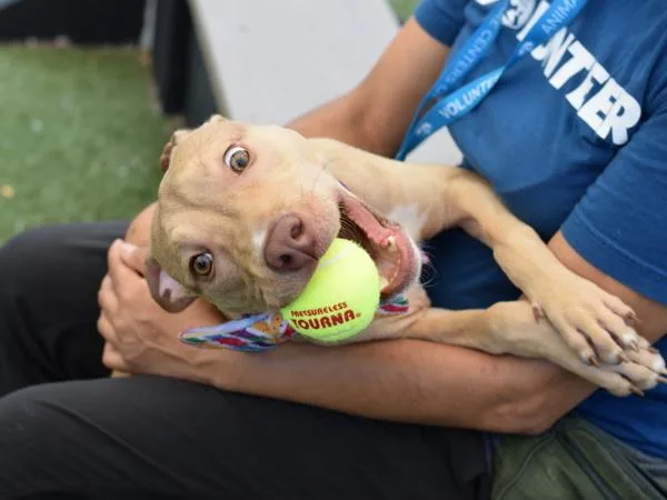 A young medium-sized male Mixed Breed dog named Apollo for adoption in Ridgewood, NY
