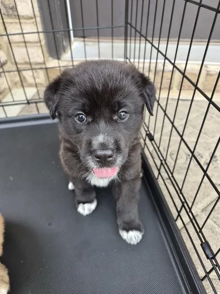 A baby small-sized male Shepherd dog named Pen for adoption in Lawrenceville, GA