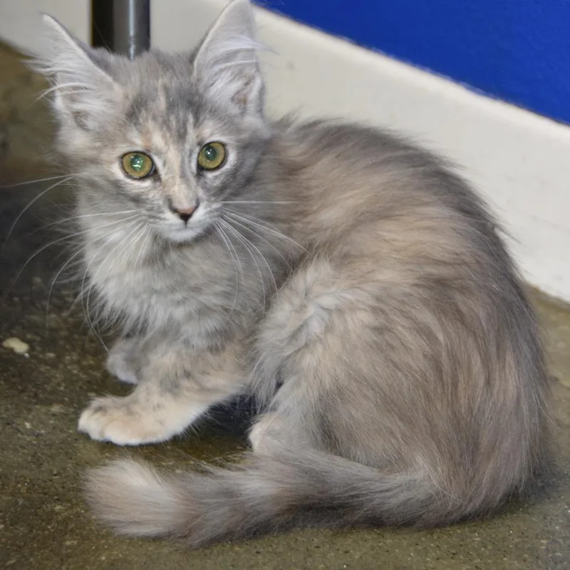 A baby small-sized female Tortoiseshell Domestic Medium Hair cat named Bugle for adoption in Los Angeles, CA