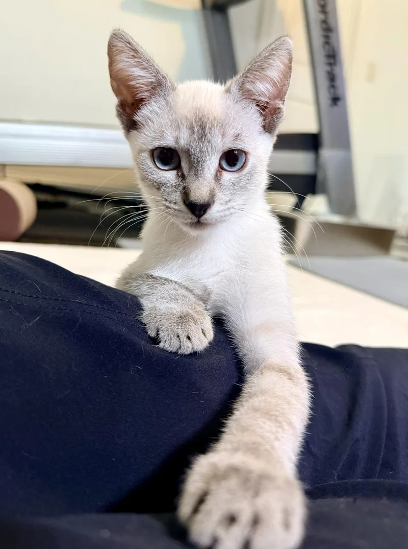 A baby medium-sized male Domestic Short Hair cat named Snowy Woo for adoption in Frisco, TX