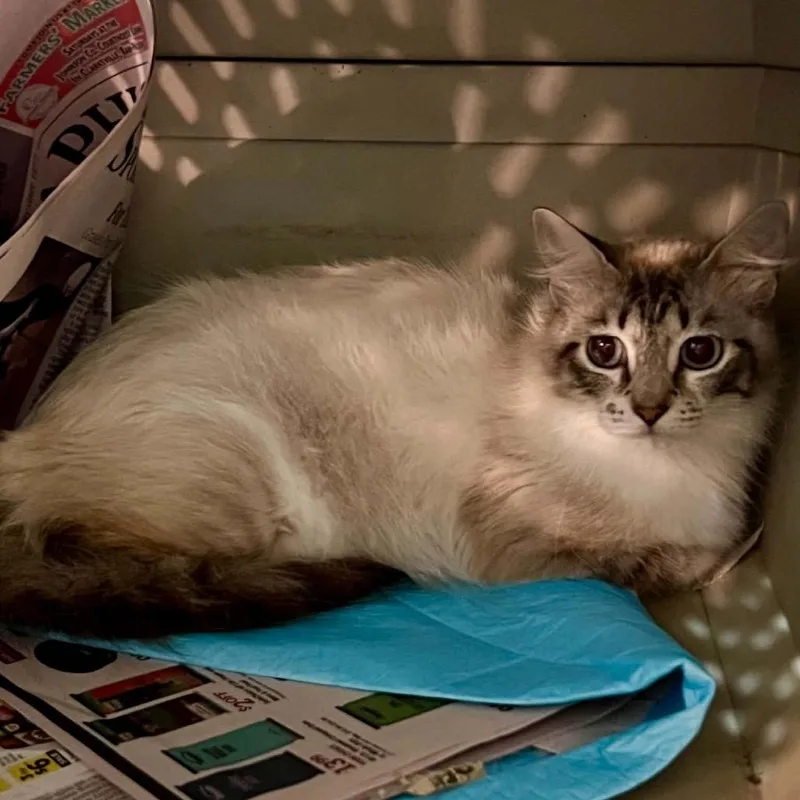 A young medium-sized female Siamese cat named Charlotte for adoption in mount vernon, AR
