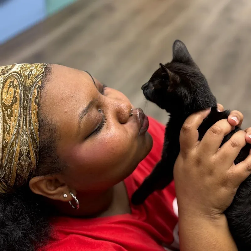 A baby small-sized male Black Domestic Short Hair cat named Harry for adoption in Lauderhill, FL
