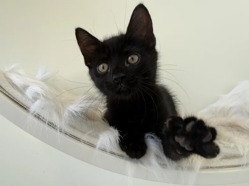 A baby medium-sized male Black Domestic Short Hair cat named Jeff for adoption in Evanston, IL