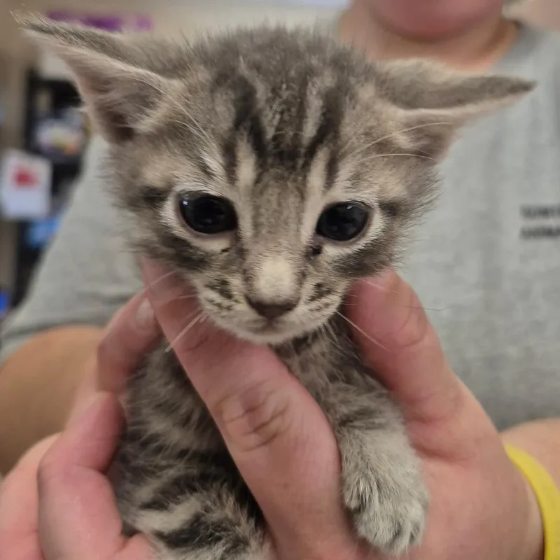A baby small-sized male Gray / Blue / Silver Domestic Short Hair cat named Pesto for adoption in Lake Panasoffkee, FL