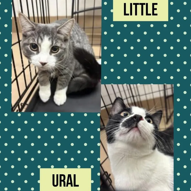 A young medium-sized female Gray / Blue / Silver Domestic Short Hair cat named Little for adoption in Wheeling, IL