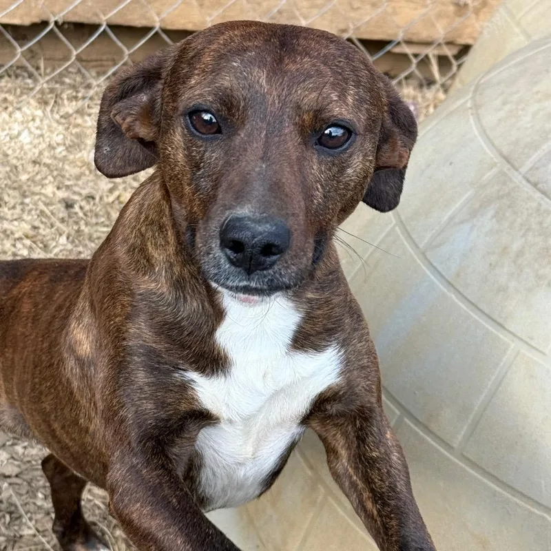 An adult medium-sized male Brown / Chocolate Hound dog named Han for adoption in Fairfax Station, VA