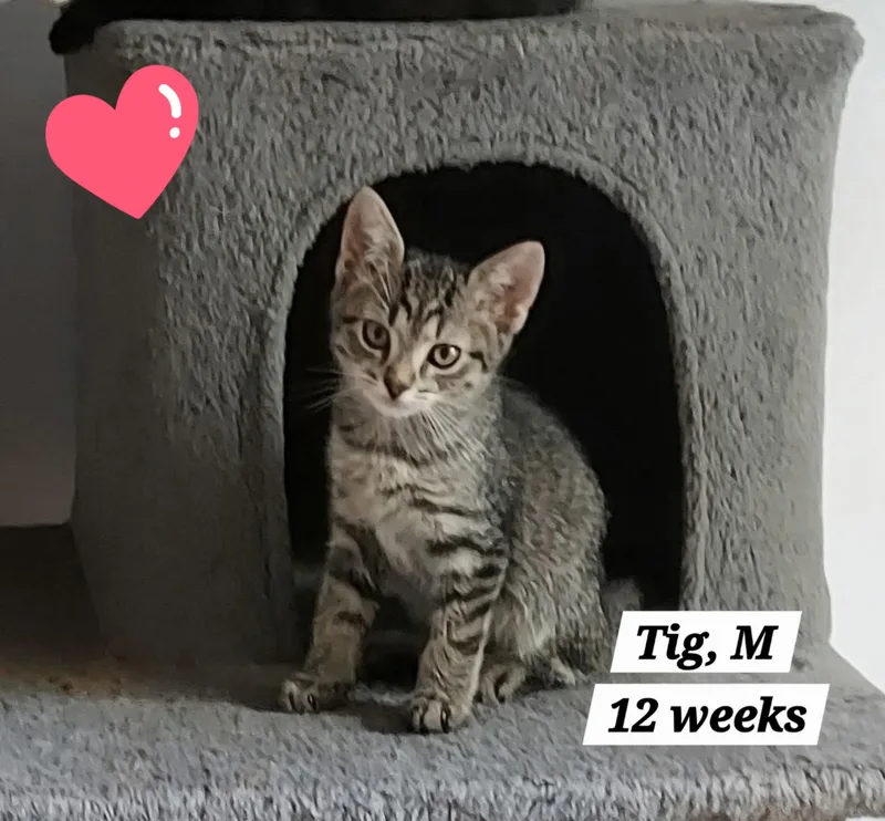 A baby medium-sized male Domestic Short Hair cat named Tig for adoption in Succasunna, NJ