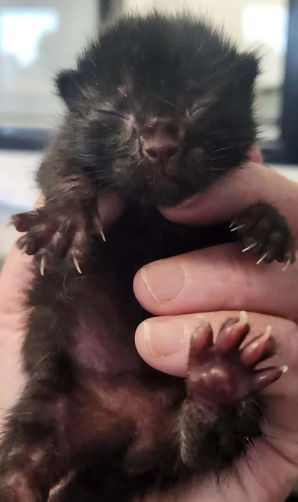 A baby small-sized male Domestic Short Hair cat named Smith for adoption in Republic, MO
