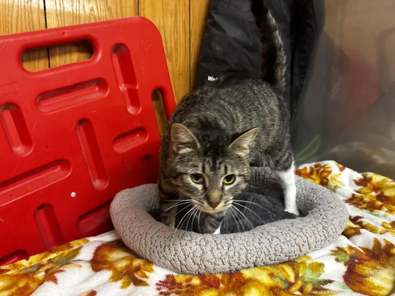 An adult medium-sized female Tabby (Buff / Tan / Fawn) Domestic Short Hair cat named Lady Violet for adoption in Fort Madison, IA